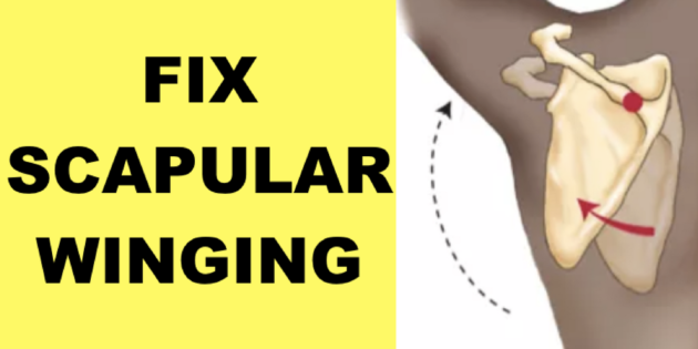 how to fix scapular winging winged scapula exercises